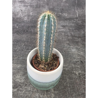 Cactus Pilosocereus azureus