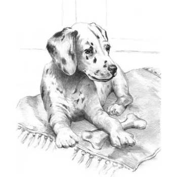 Image 1 of Royal & Langnickel - Творчески комплект за графика - Далматинец (SKBN21)