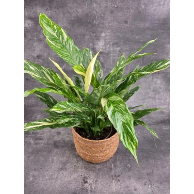 Spathiphyllum Diamond 17 cm (Lopatkovec Toulcovka)