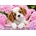 Castorland - Puzzle Pup in Pink Flowers - 500 piese
