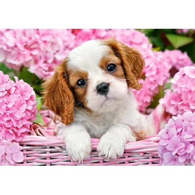 Castorland - Puzzle Pup in Pink Flowers - 500 piese