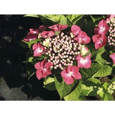 Hortenzia kalinolistá červená FloraSelf Hydrangea macrophylla výška 30-40 cm kvetináč 4 l