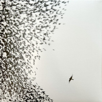 Wilco - Sky Blue Sky (2 LP) (0075597998689)