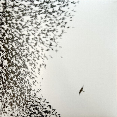 Wilco - Sky Blue Sky (2 LP) (0075597998689)