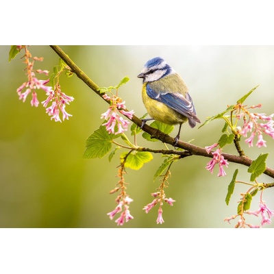 DIMEX ART Флизелинов фототапет синигер на клон 375 x 250 см