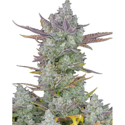 420 Fast Buds Gorilla Cookies AUTO semena neobsahují THC 1 ks – Hledejceny.cz
