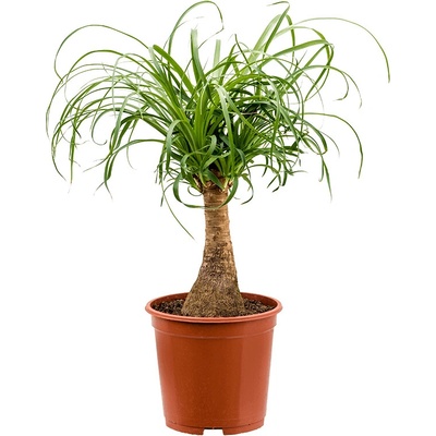 Nieuwkoop Beaucarnea recurvata, průměr 19 cm Nolina, Sloní noha, Bokarnea