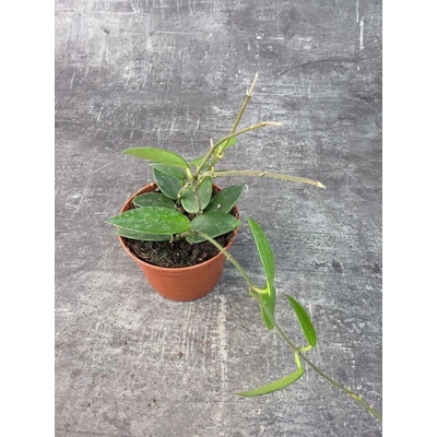 Hoya Chouke 9 cm (Voskovka se zelenými listy)
