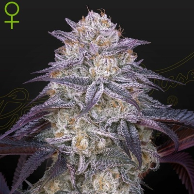 Green House Seeds King ́s Juice AUTO semena neobsahují THC 1 ks