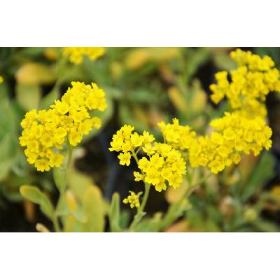 Tařice skalní 'Compact Goldkugel' - Alyssum saxatile 'Compact Goldkugel', Květník o průměru 9 cm