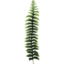 Papraď list - dl. 38 cm