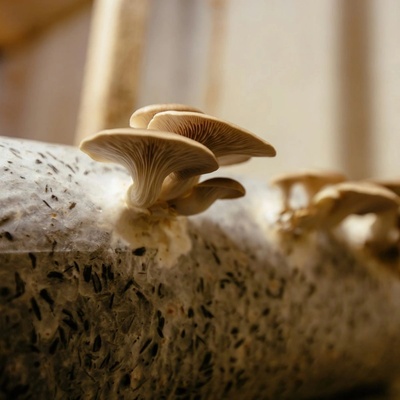 Hlíva ústřičná Pleurotus ostreatus sadba 250 ml