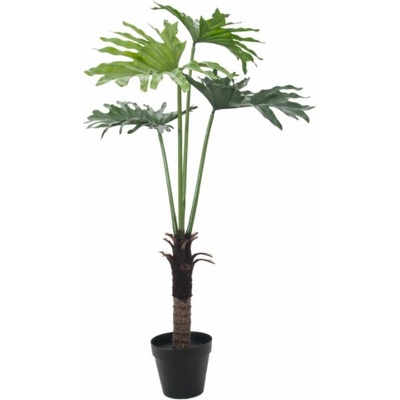 Filodendron palma, 120 cm