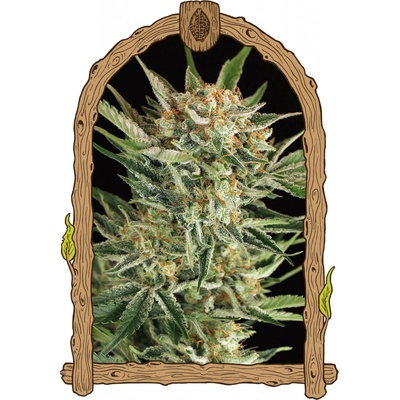 Exotic Seeds Russian Automatic semena neobsahují THC 5 ks