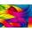 Enjoy - Puzzle Knitting Rainbows 1000 - 1 000 piese