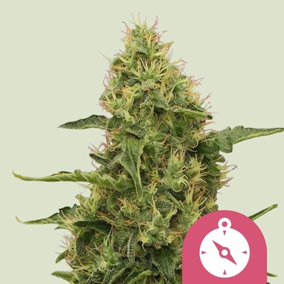 Royal Queen Seeds Northern Light semienka neobsahujú THC 100 ks