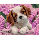 Zuty Maľovanie podľa čísel ŠTENIATKO A HORTENZIE