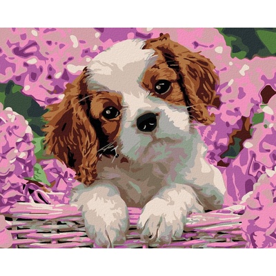 Zuty Maľovanie podľa čísel ŠTENIATKO A HORTENZIE