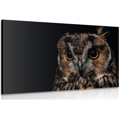 Obraz sova - 120x80