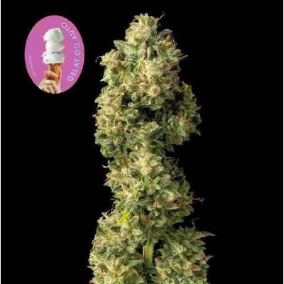 Seedsman Gelat.OG Auto semena neobsahují THC3 ks