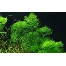 Limnophila aquatica