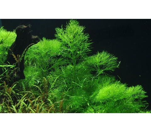 Limnophila aquatica