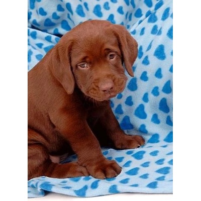 (B) 3D pohľadnica Labrador retriever