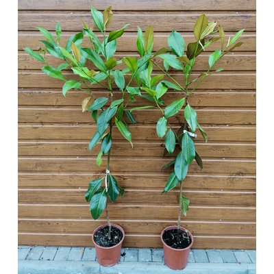 Magnólia veľkokvetá (Magnolia grandiflora ´Galissonniere´) veľkosť 140-180cm