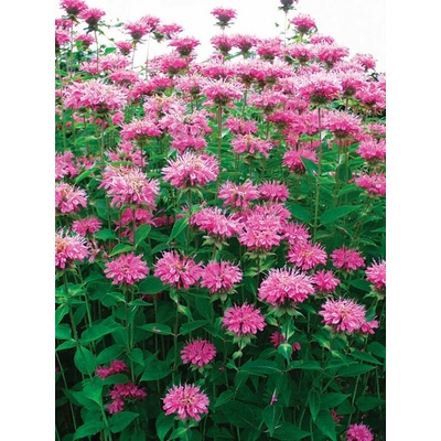 Monarda "Melua Rose Impr."