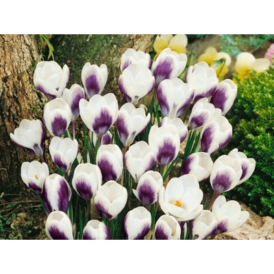 Krokus botanický Prins Claus 15 ks v balení