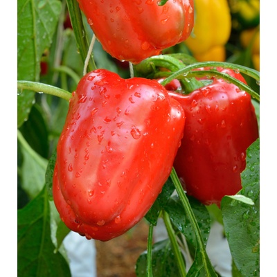 Paprika Bendigo F1 - Capsicum annuum - semienka - 5 ks