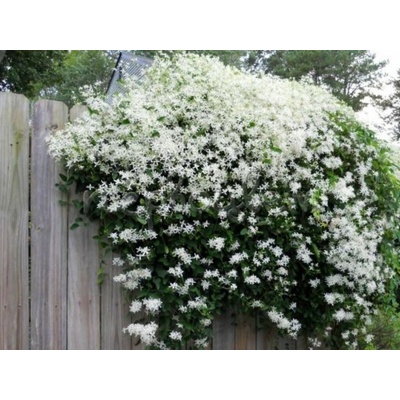 Plamienok mandžurský 40-60cm - Clematis mandschurica kont. 2 l