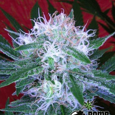 Bomb Seeds Auto Bomb Senena neobsahují THC 10 ks