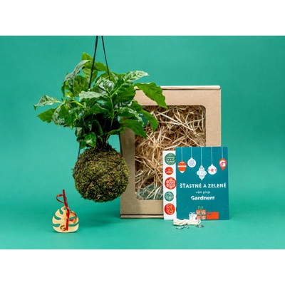 Gardners Vánoční dárková sada - Kokedama Coffea arabica (M) 1 ks