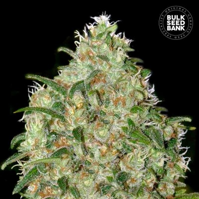 Bulk Seed Bank Amnesia Platinum semena neobsahují THC 10 ks