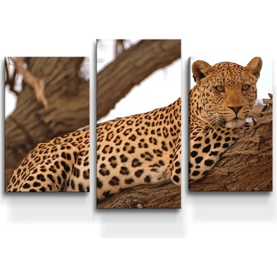 Sablio Obraz - 3-dílný Leopard 2 - 75x50 cm