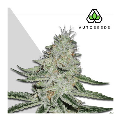 Auto Seeds Dreamberry AUTO semena neobsahují THC 5 ks