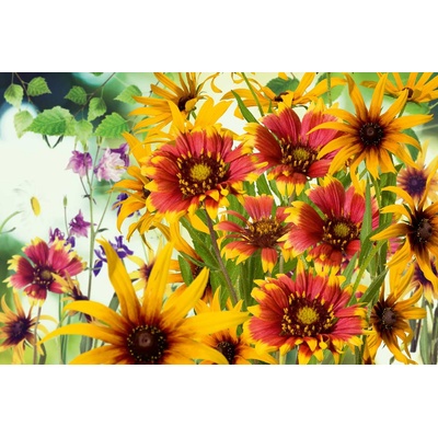 DIMEX ART Флизелинов фототапет пролетни цветове 375 x 250 см