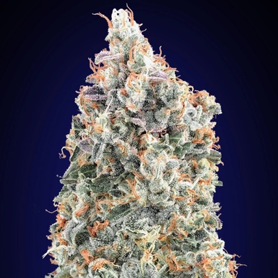 00 Seeds Bank Blueberry Fast semienka neobsahujú THC 3 ks