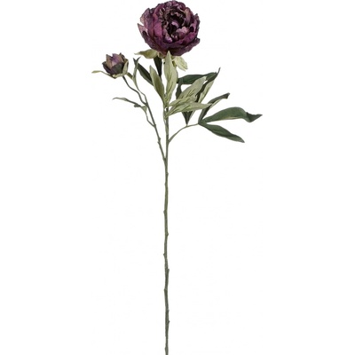 Pivoňka - Paeonia fialová V66 cm
