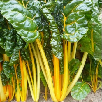 Mangold žltý - Beta vulgaris - semiačka - 15 ks