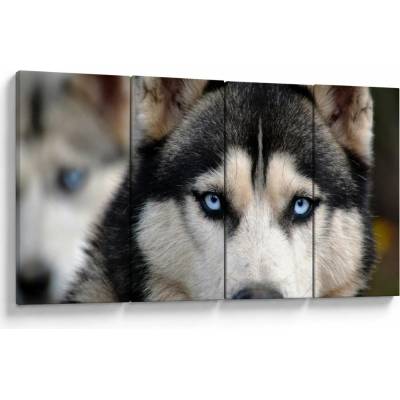 Obraz psa husky, Čtyřdílný 160x80 cm – Hledejceny.cz