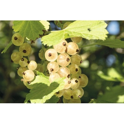 Ríbezľa biela bio stromčeková FloraSelf Bio Ribes rubrum 'Biely versailský' 80-100 cm kvetináč 5 l