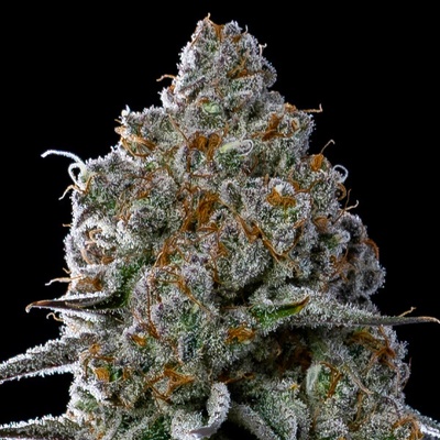 Anesia Seeds Fryday Boof semena neobsahují THC 10 ks