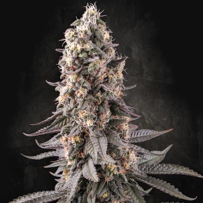 Paradise Seeds El Dorado OG semena neobsahují THC 10 ks