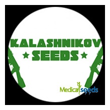 Kalashnikov Seeds White Russian OG semena neobsahují THC 5 ks