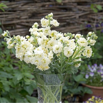 Fiala letná žltá - Matthiola incana - semená fialy - 60 ks