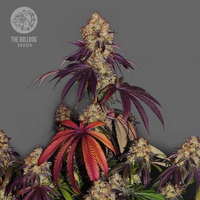 The Bulldog Seeds The Bulldog Gelato #17 semienka neobsahujú THC 3 ks