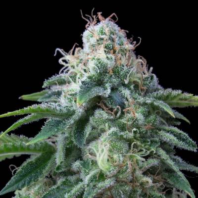 Exclusive Seeds Bank Dr. Lemon OG semena neobsahují THC 3 ks
