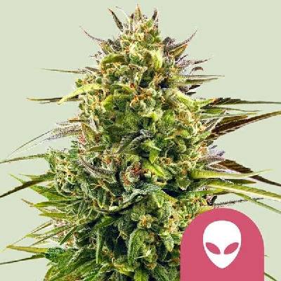 Royal Queen Seeds Alien OG semena neobsahují THC 10 ks